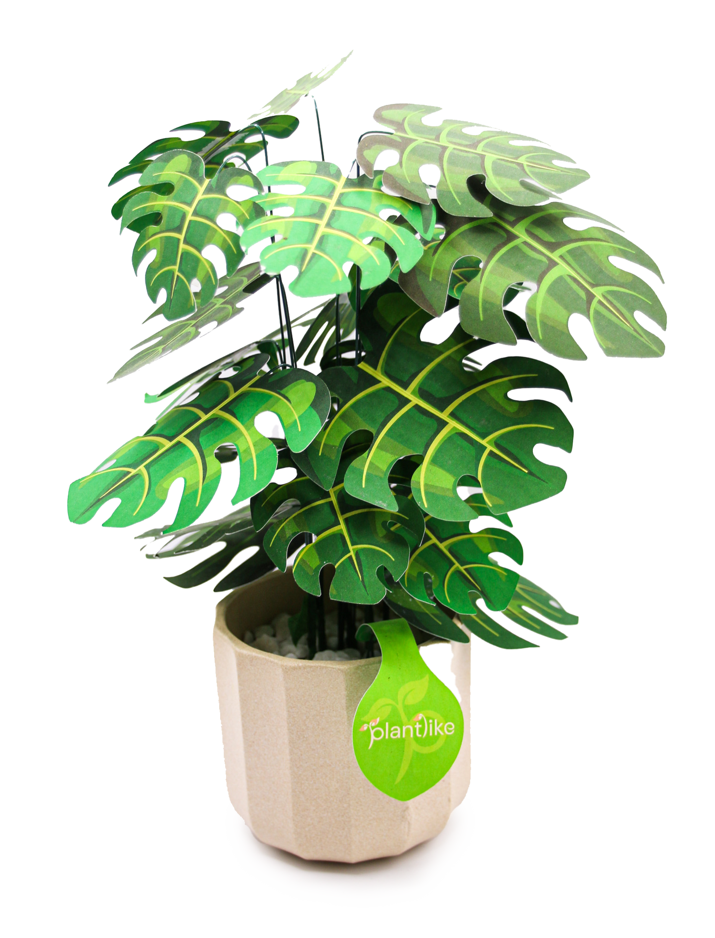 Monstera Deliciosa Cheese Plant Botanical Craft Kit by Plantlike