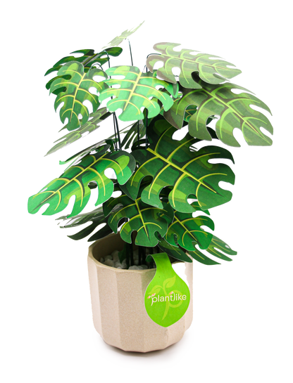 Monstera Deliciosa Cheese Plant Botanical Craft Kit by Plantlike