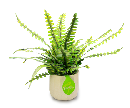 Artificial Boston Fern - Botanical Craft Kit by Plantlike