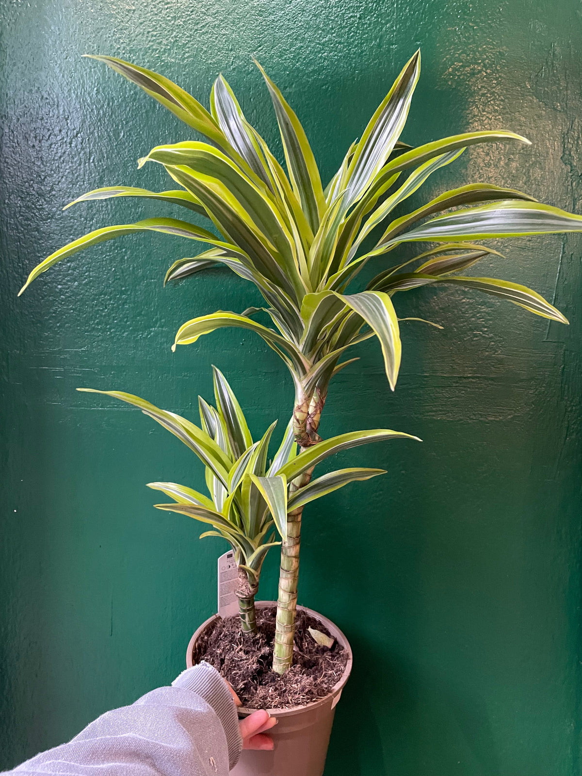 Dracaena fragrans (Corn Plant)