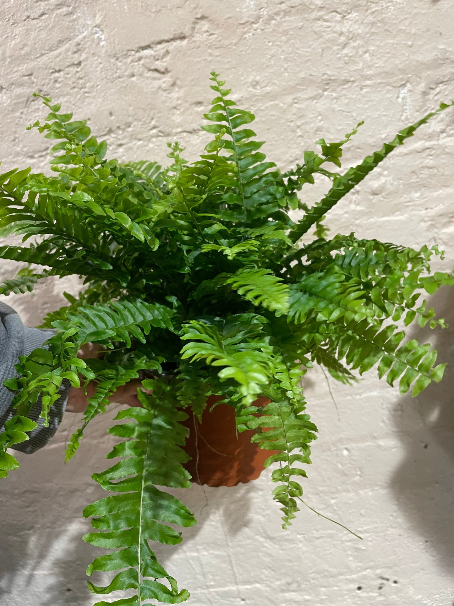 Nephrolepis Exaltata (Boston Fern)