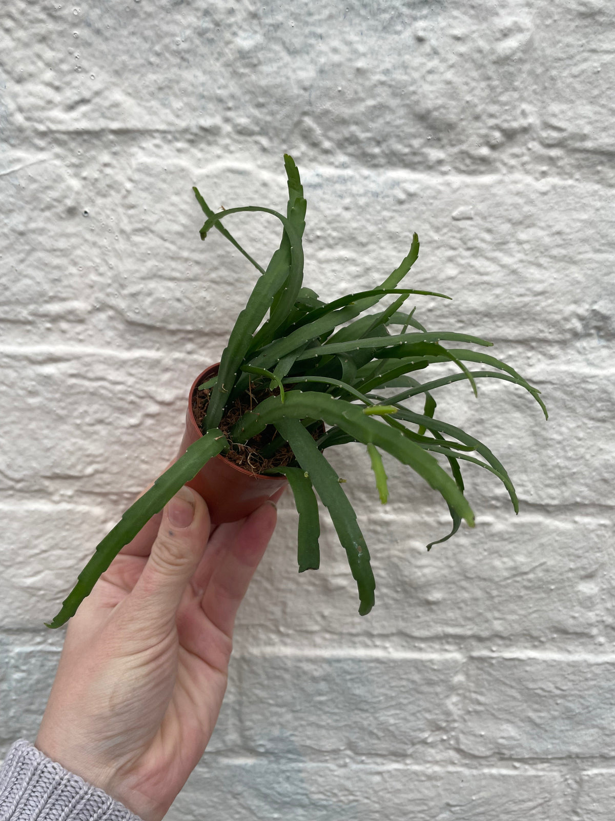 Lepismium bolivianum (Jungle cactus)