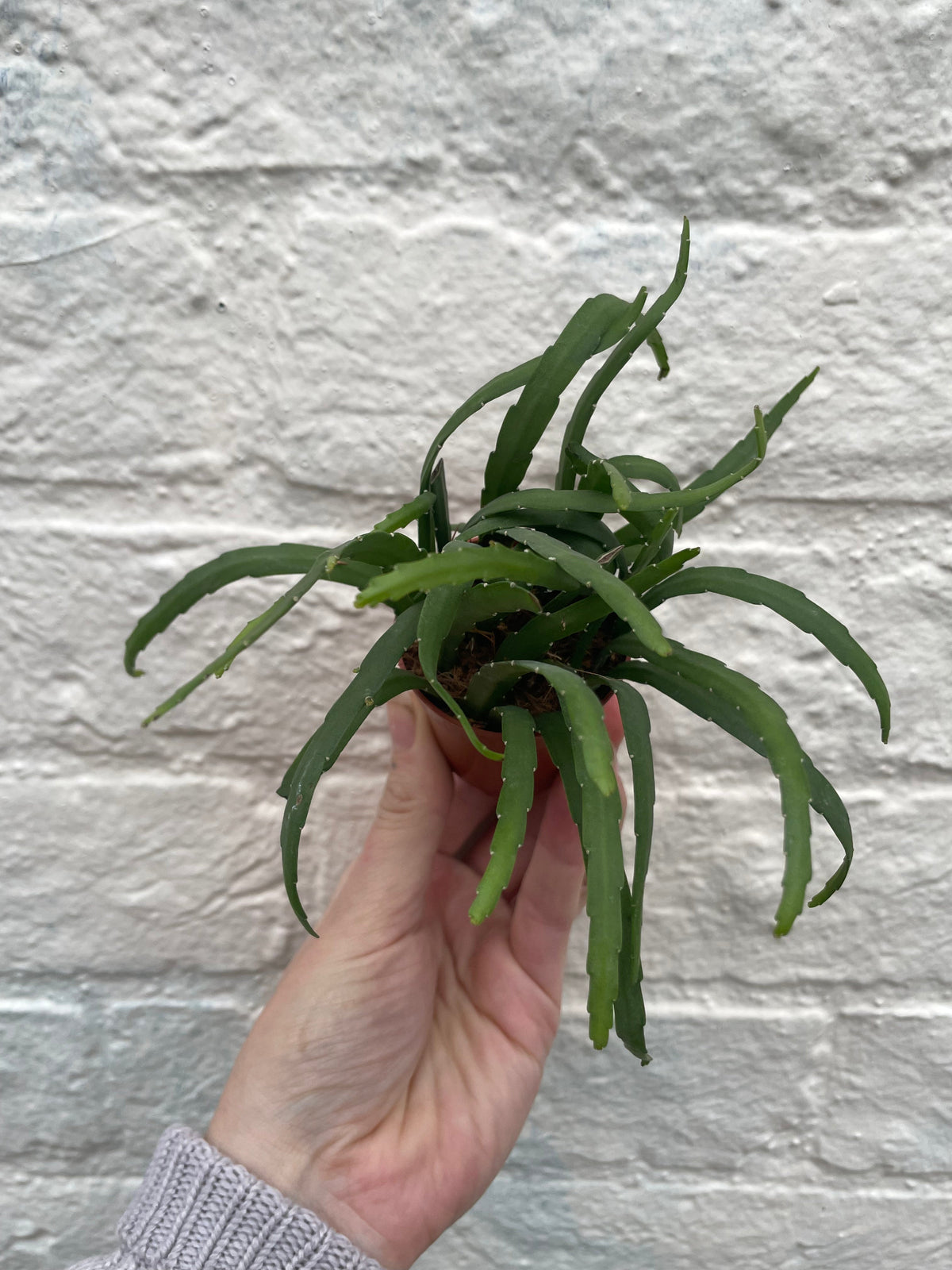 Lepismium bolivianum (Jungle cactus)