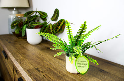 Artificial Boston Fern - Botanical Craft Kit by Plantlike