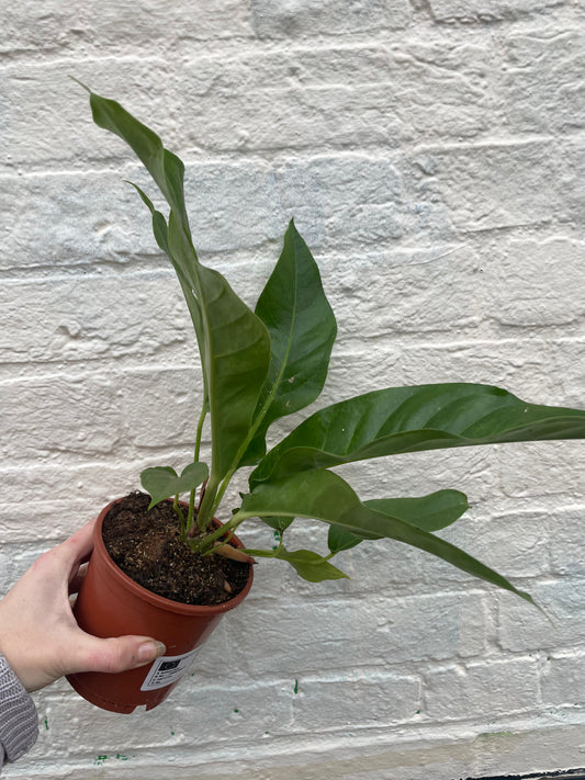 Anthurium Hookeri Houseplant - Birds Nest Anthurium