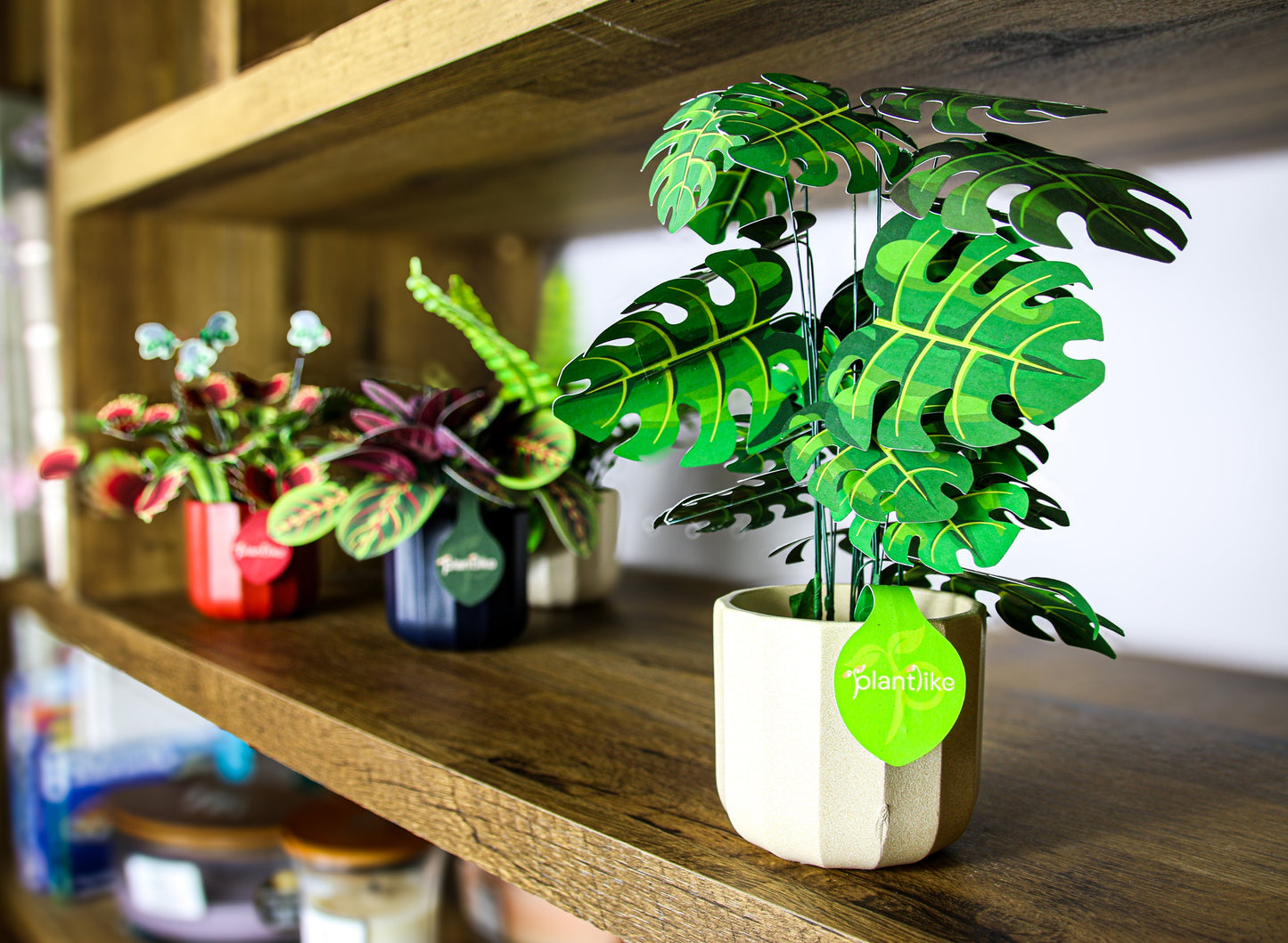 Monstera Deliciosa Cheese Plant Botanical Craft Kit by Plantlike