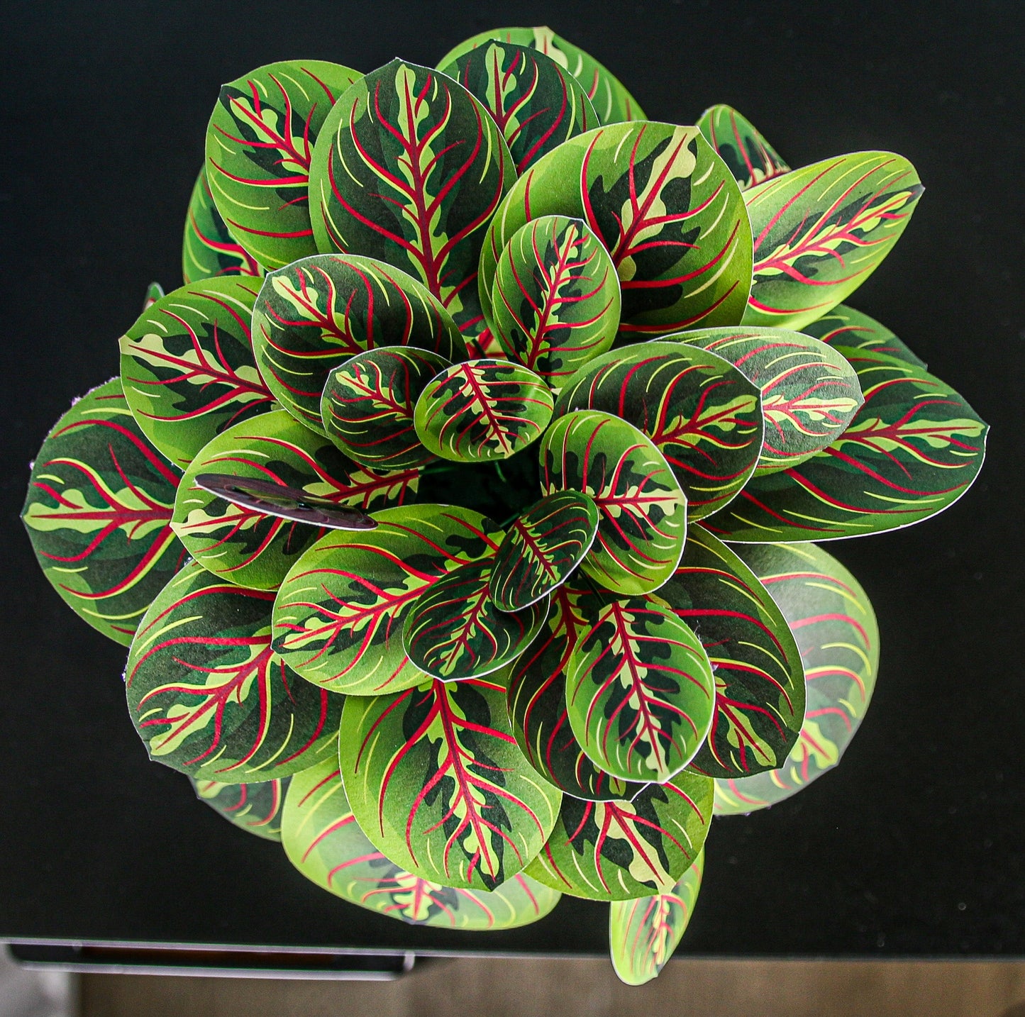 Artificial Prayer Plant — Botanical Craft Kit by Plantlike