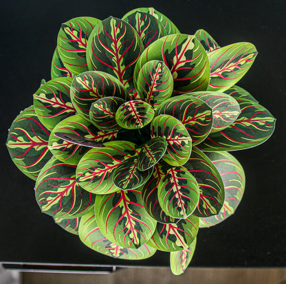 Artificial Prayer Plant — Botanical Craft Kit by Plantlike
