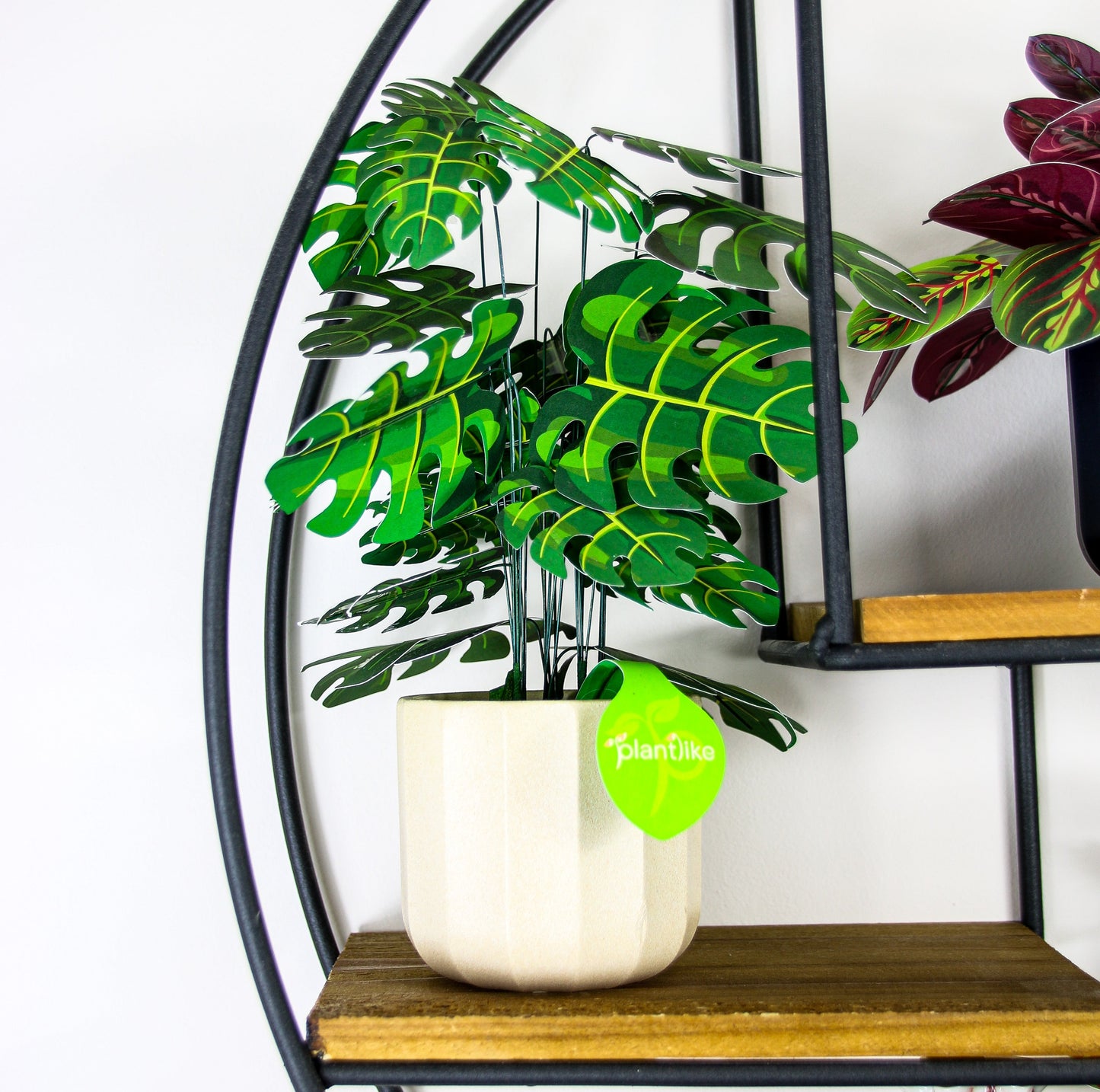 Monstera Deliciosa Cheese Plant Botanical Craft Kit by Plantlike