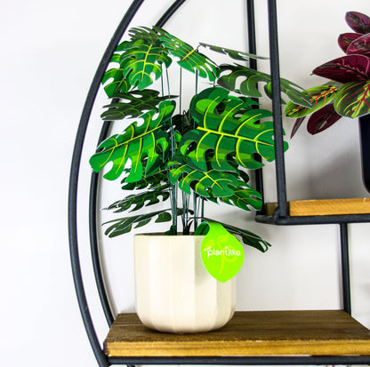 Monstera Deliciosa Cheese Plant Botanical Craft Kit by Plantlike