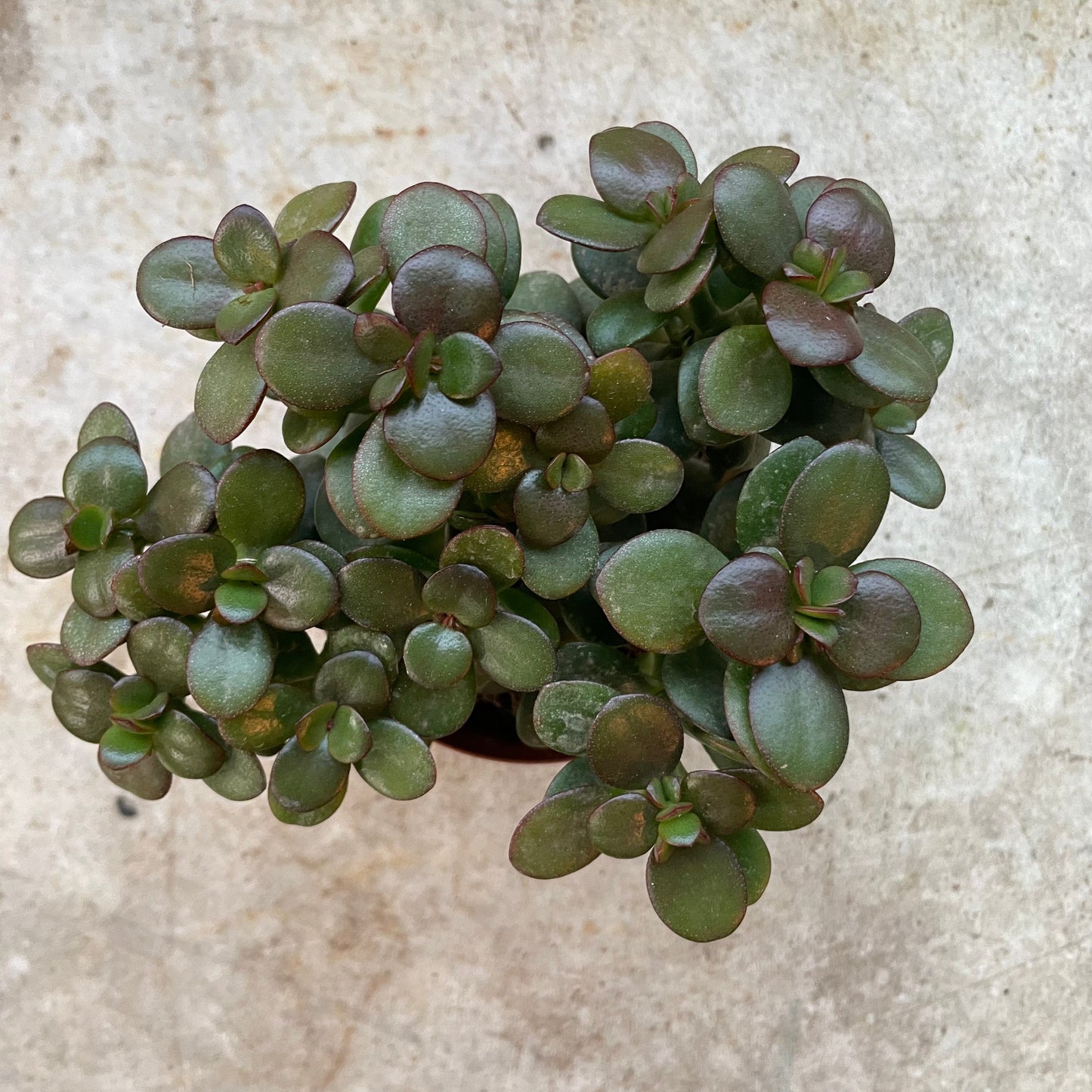 Crassula ovata 'Minor' (Jade plant)