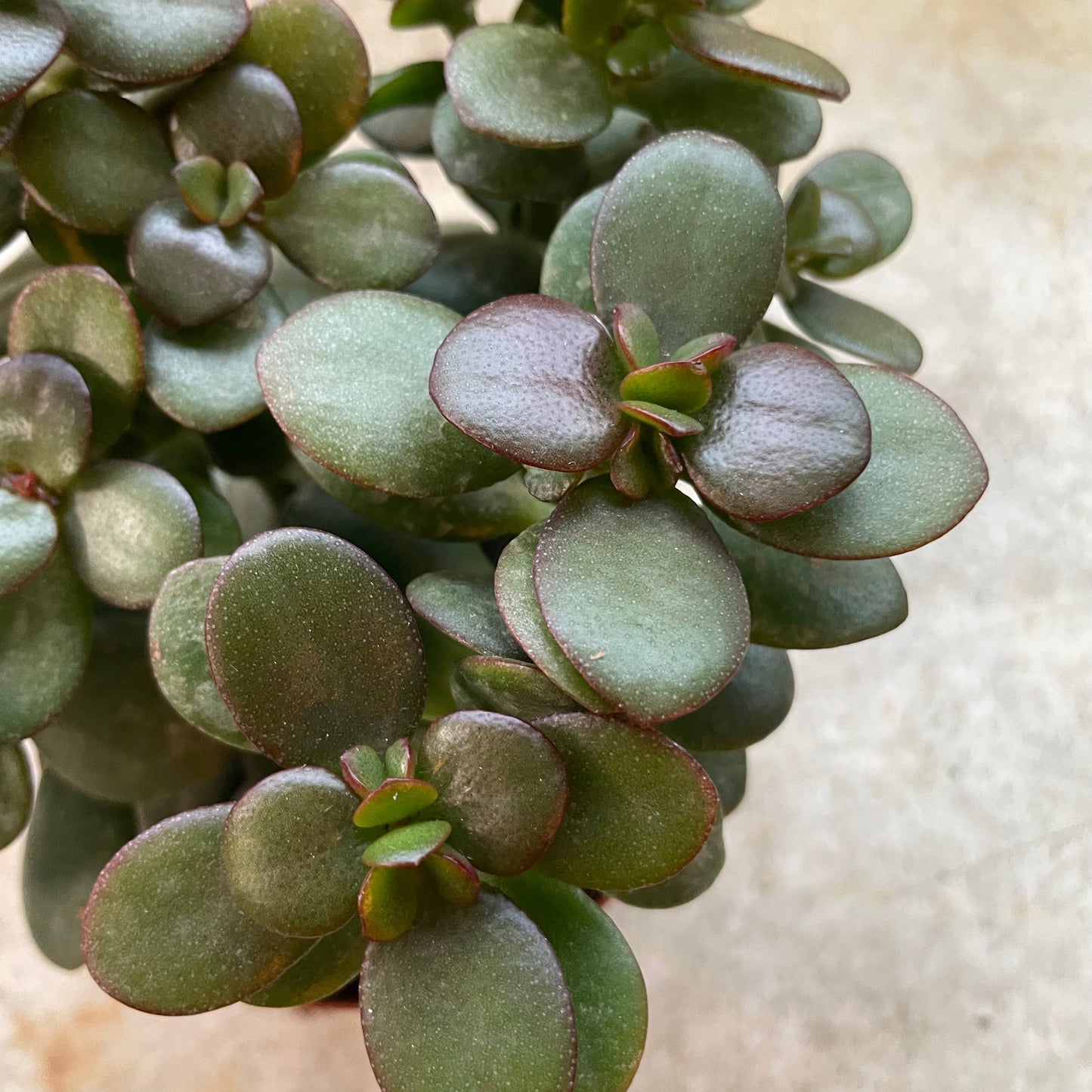 Crassula ovata 'Minor' (Jade plant)