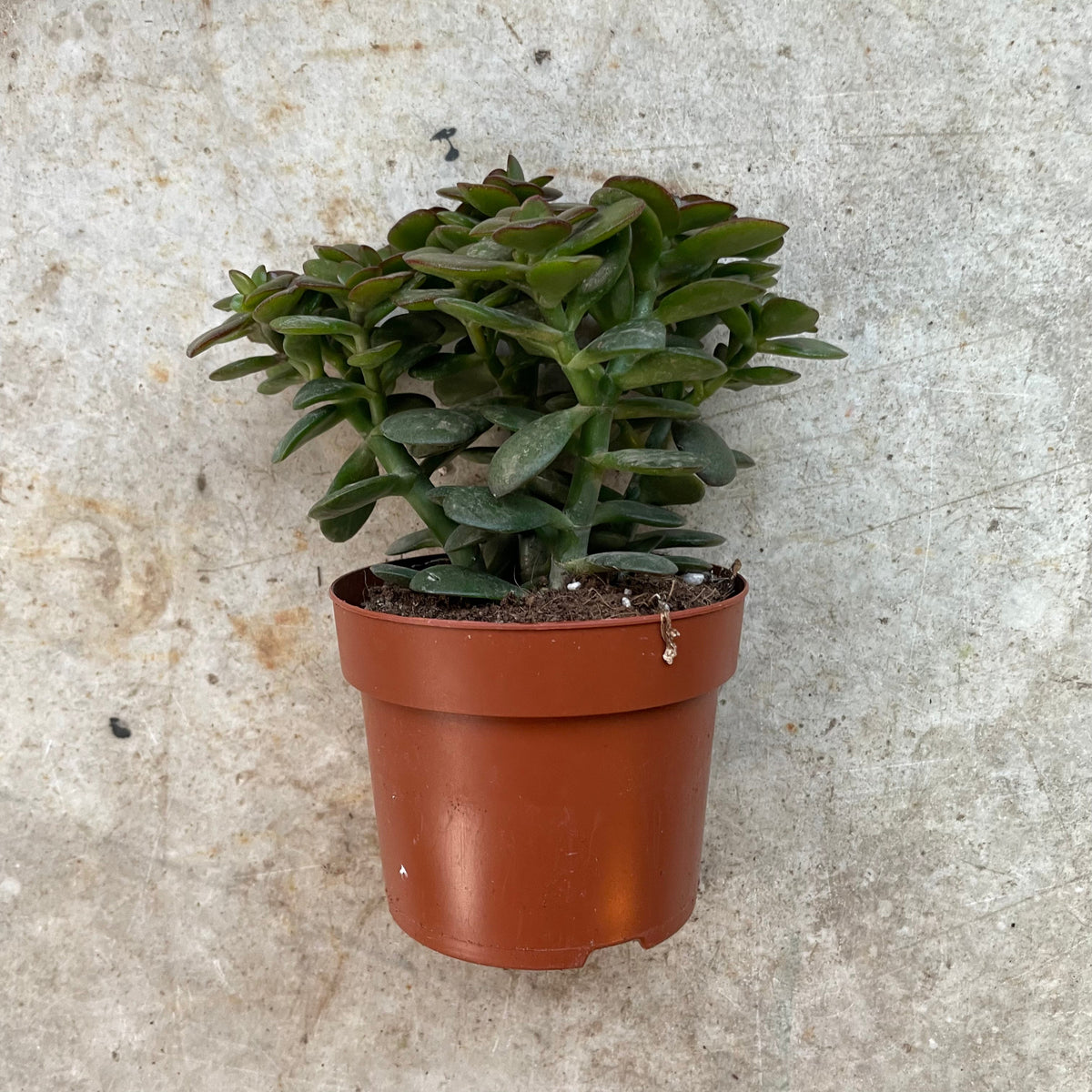 Crassula ovata 'Minor' (Jade plant)