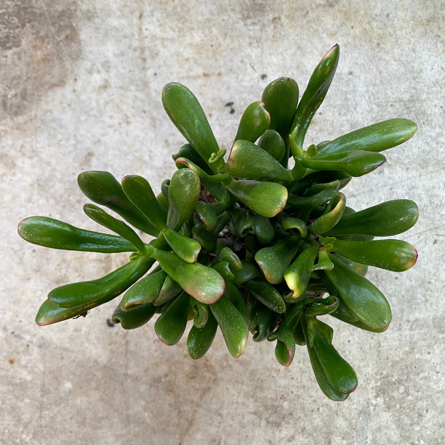 Crassula ovata 'Gollum' (Jade plant)
