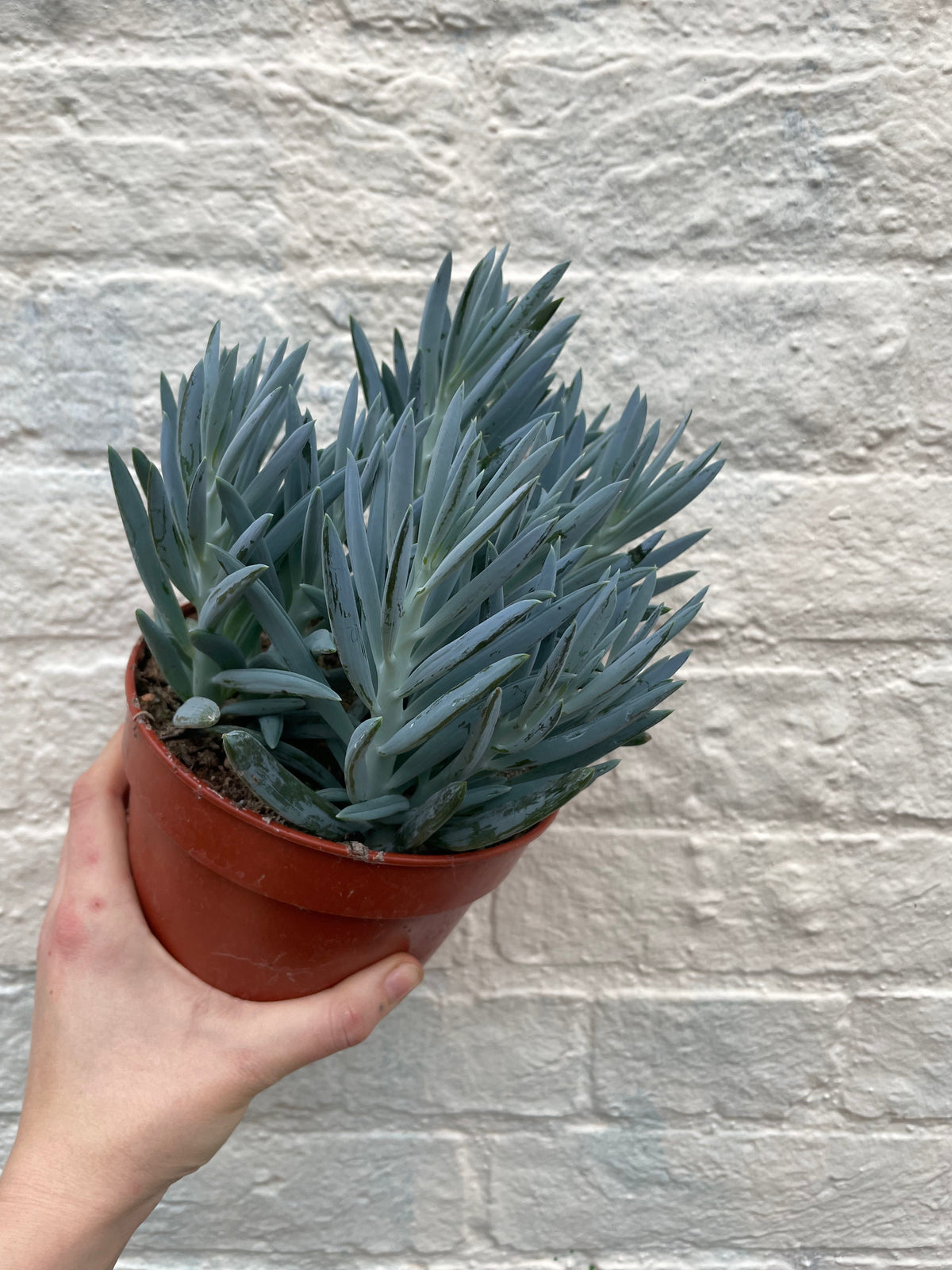 Curio ficoides ( Skyscraper Succulent)