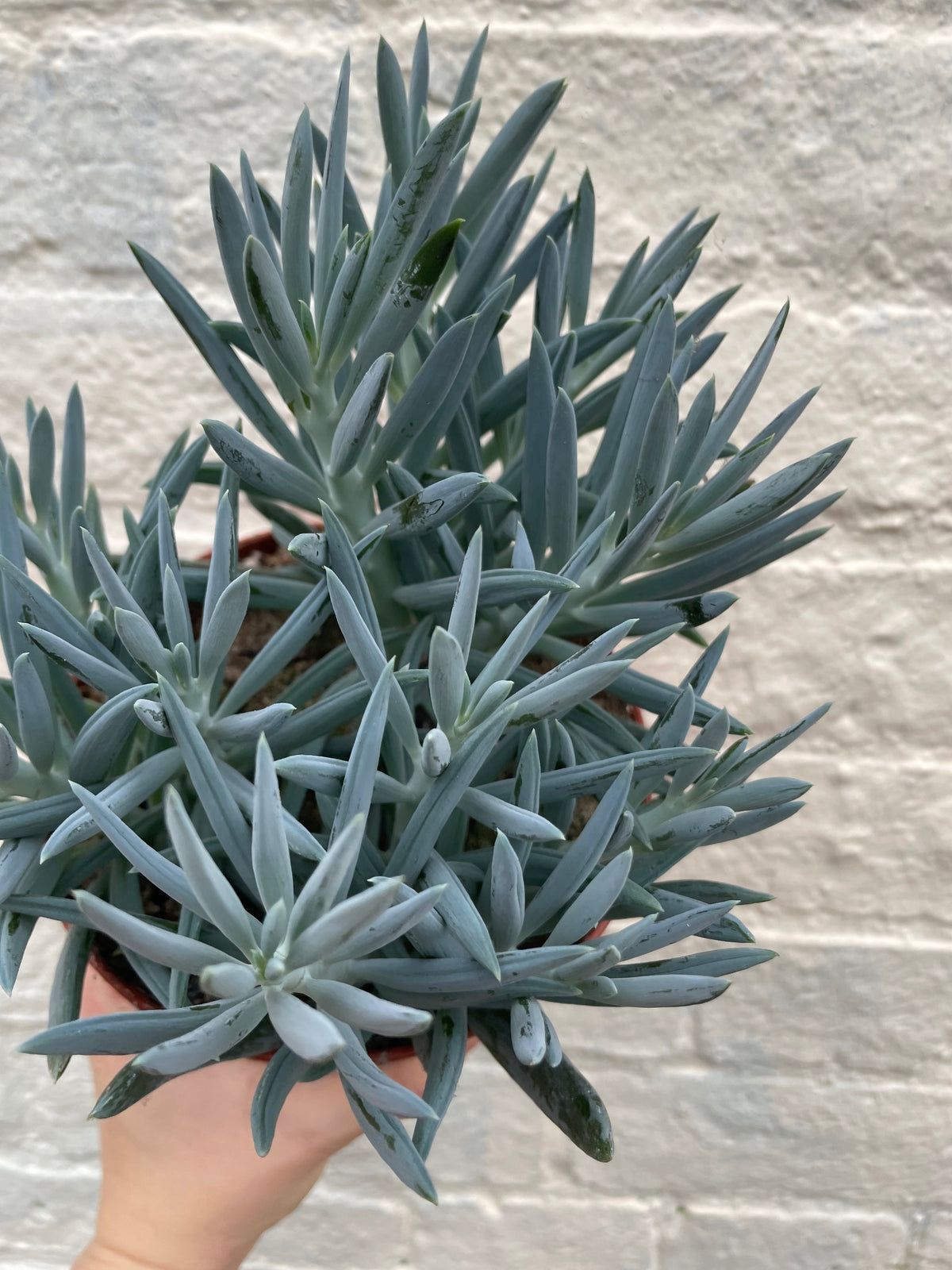 Curio ficoides ( Skyscraper Succulent)