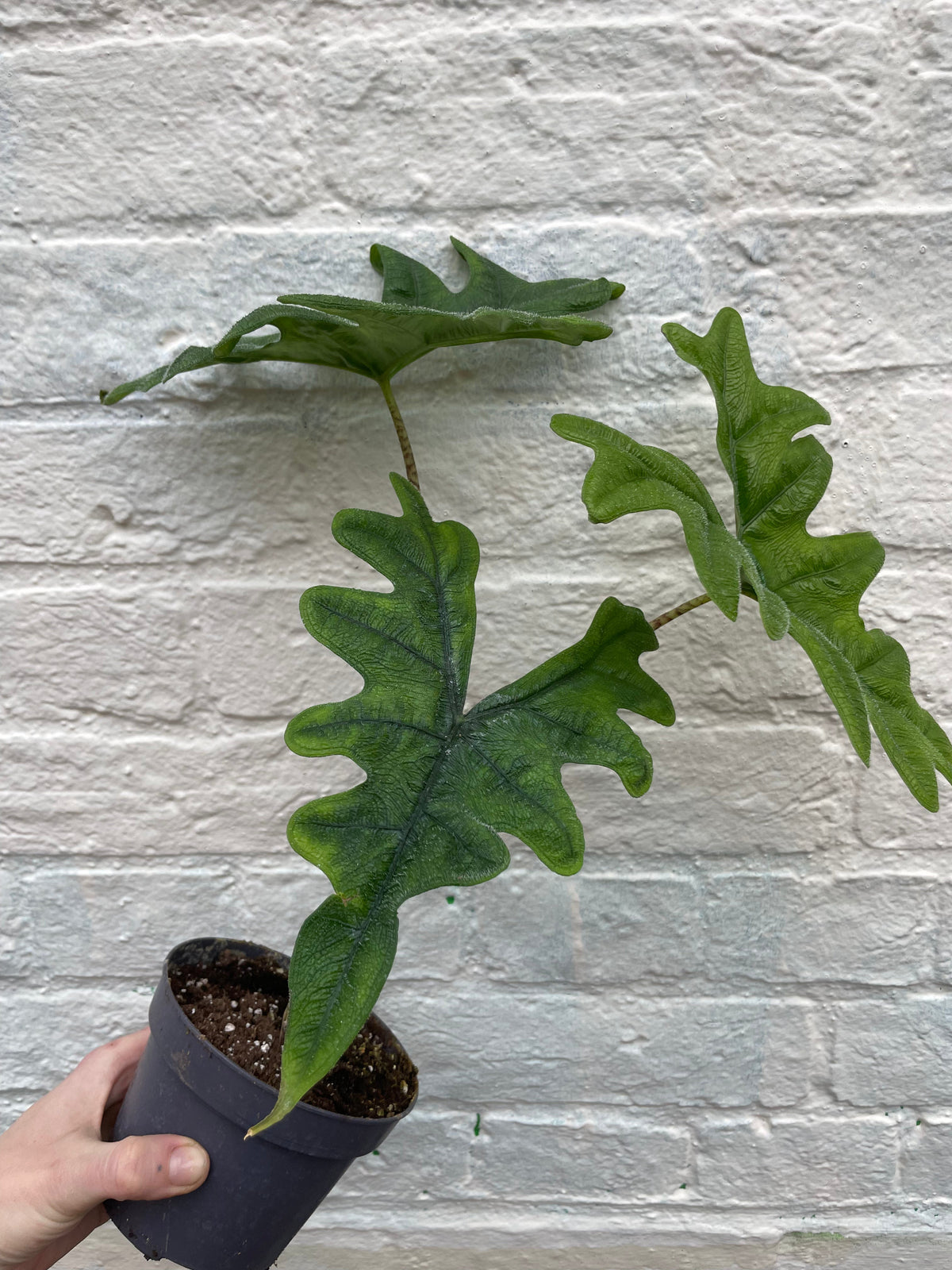 Alocasia 'Jacklyn'