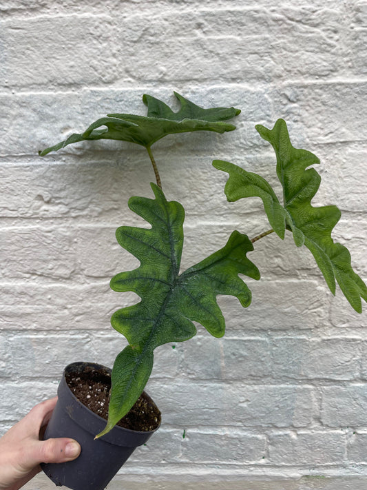 Alocasia 'Jacklyn'
