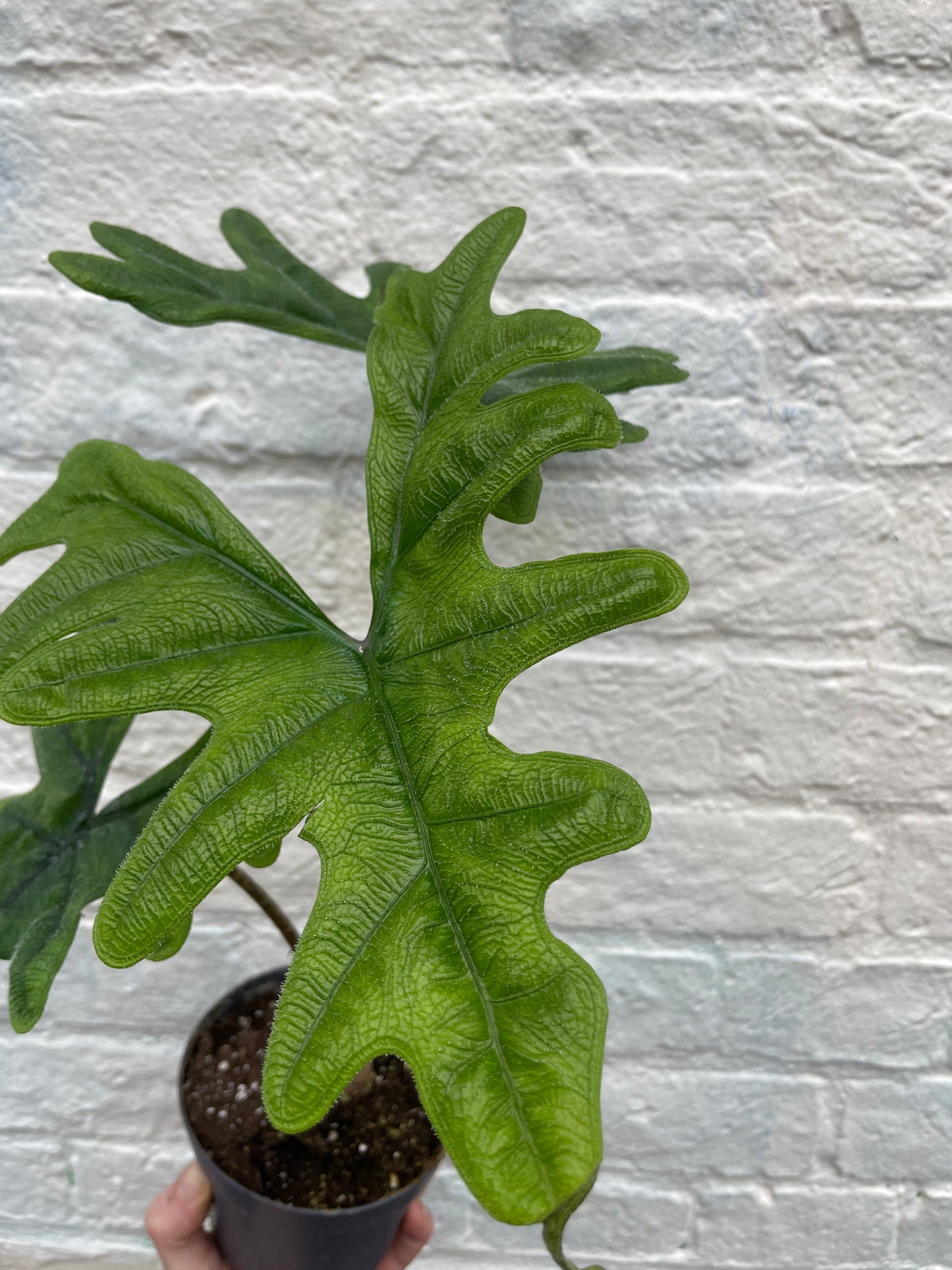 Alocasia 'Jacklyn'