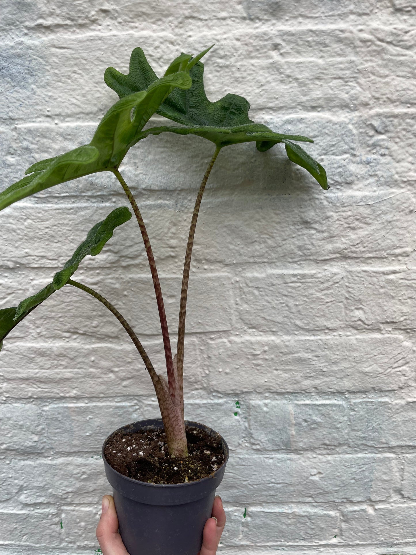 Alocasia 'Jacklyn'