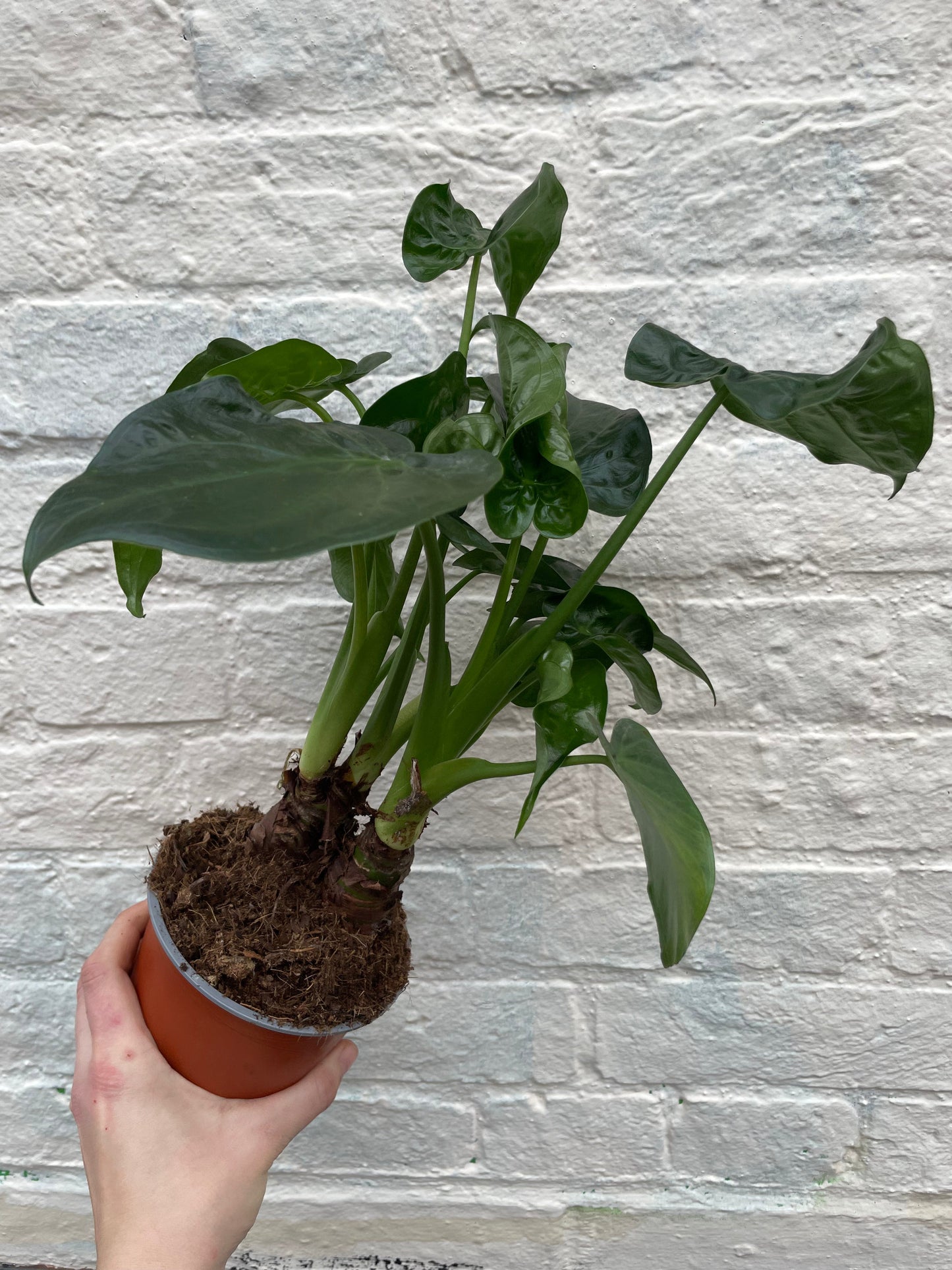 Alocasia cucullata
