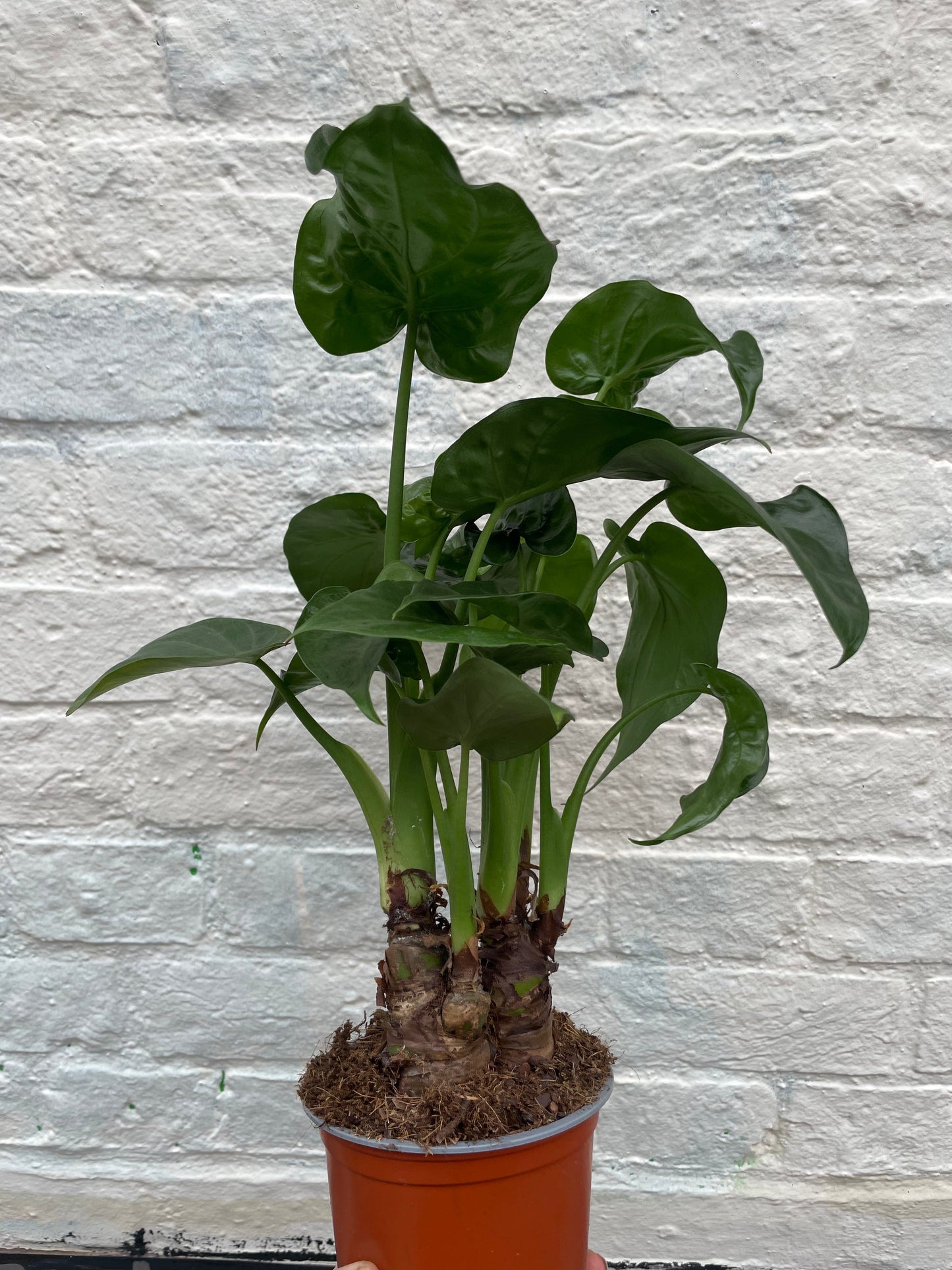 Alocasia cucullata