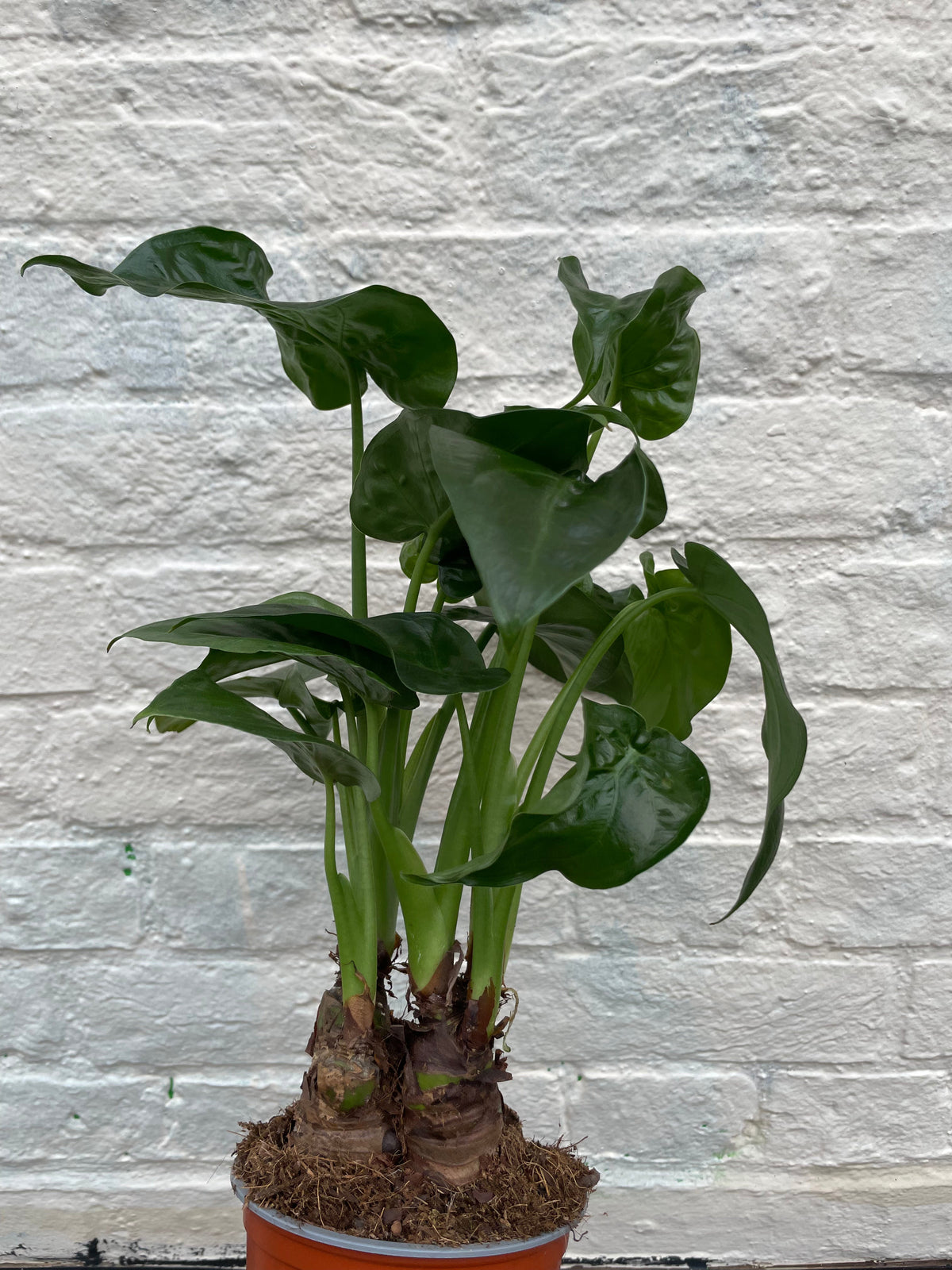 Alocasia cucullata