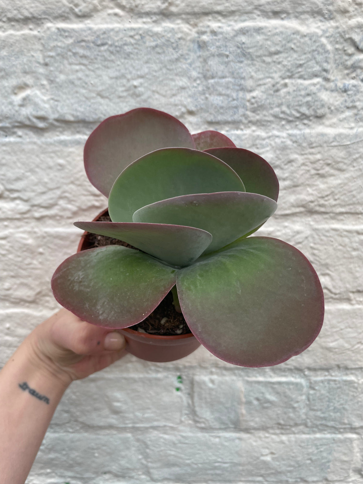 Kalanchoe thyrsiflora 'Red Lips'