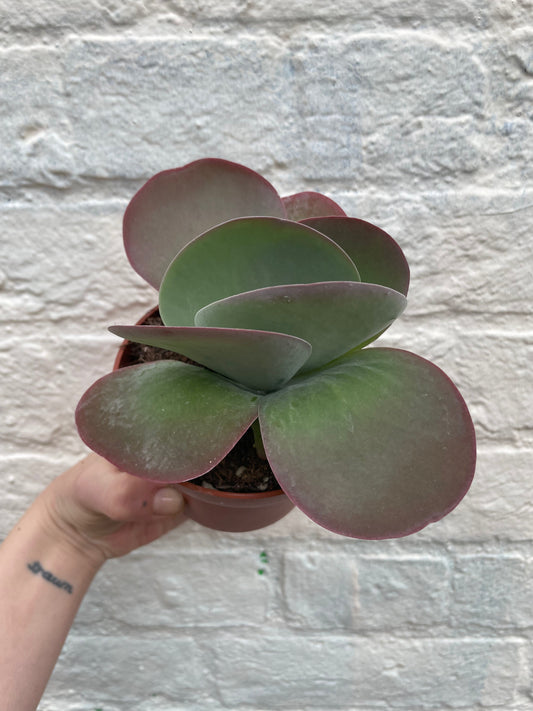 Kalanchoe thyrsiflora 'Red Lips'