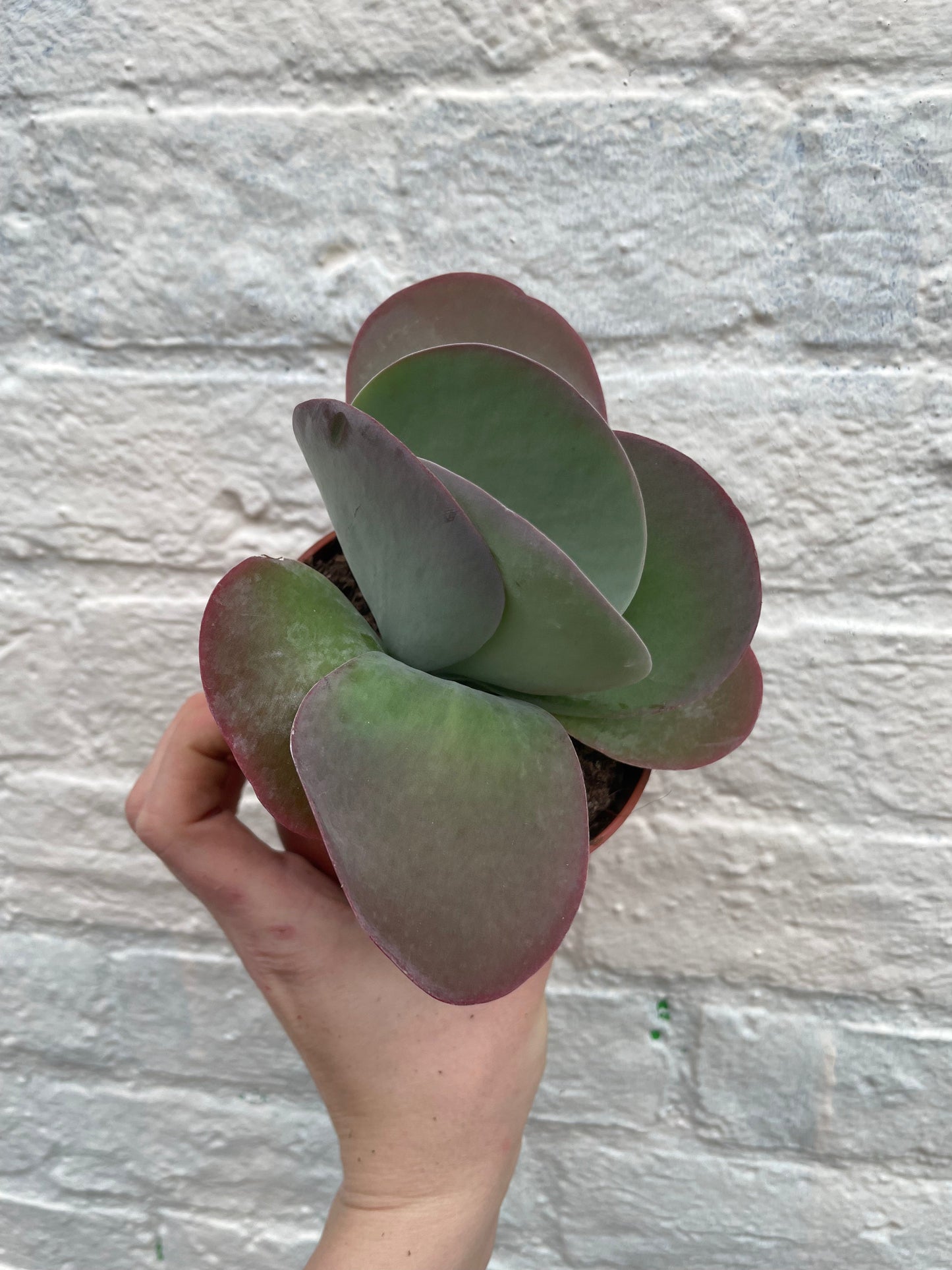 Kalanchoe thyrsiflora 'Red Lips'