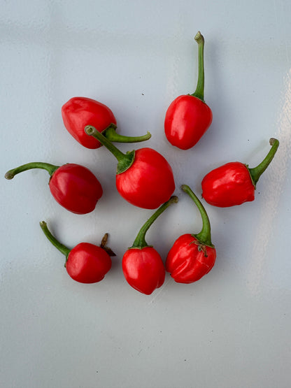 Dalle Khursani Chilli