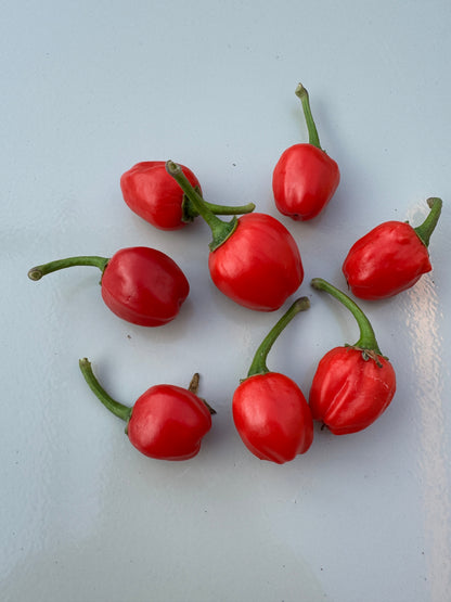 Dalle Khursani Chilli