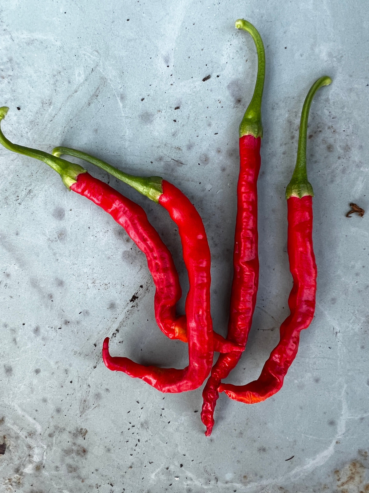 Bangalore Torpedo Chilli
