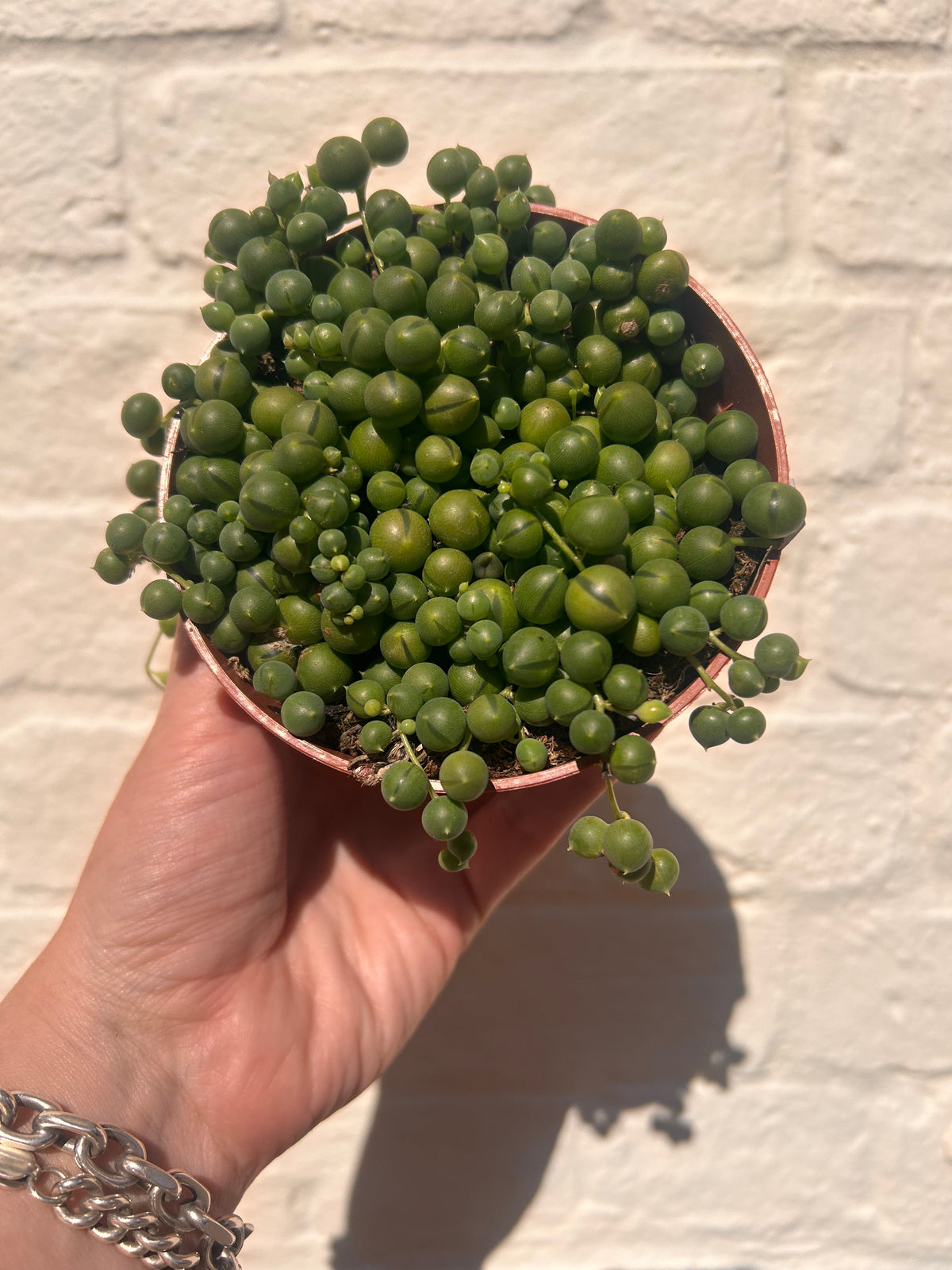 Curio rowleyanus (String of Beads)