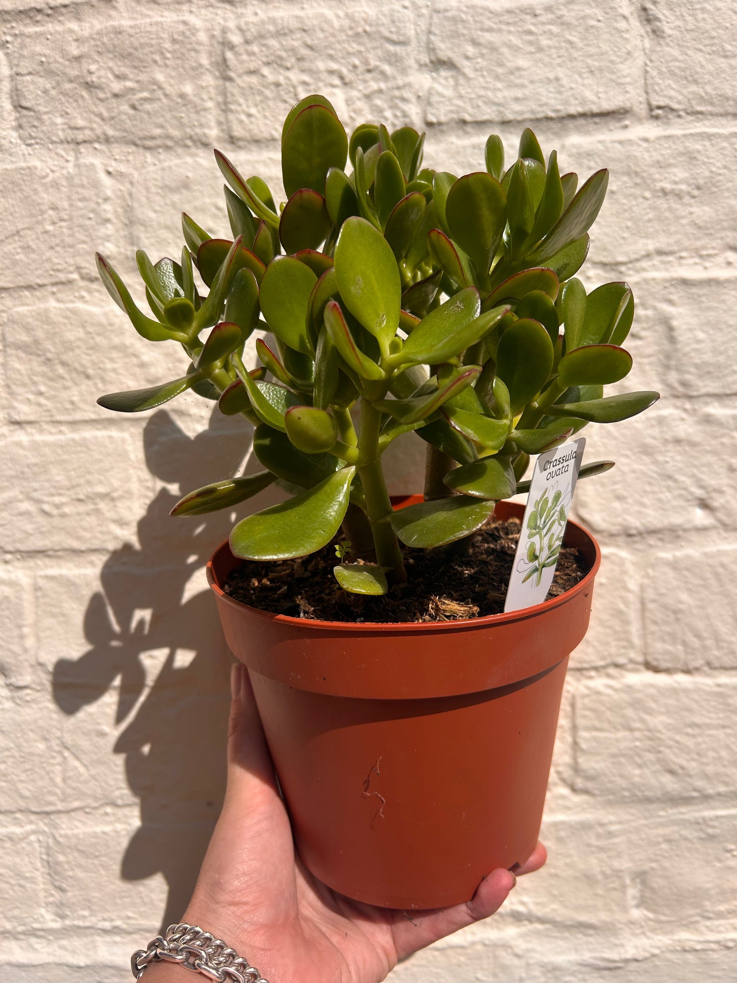 Crassula ovata (Jade plant)