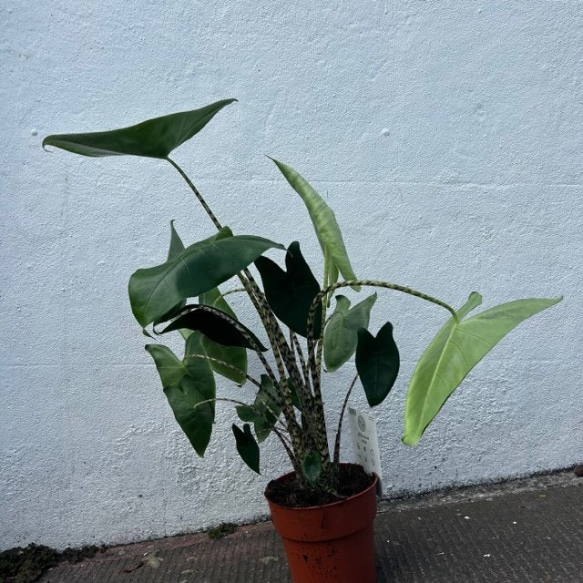 Alocasia zebrina