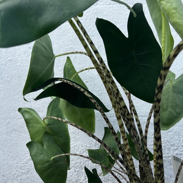 Alocasia zebrina