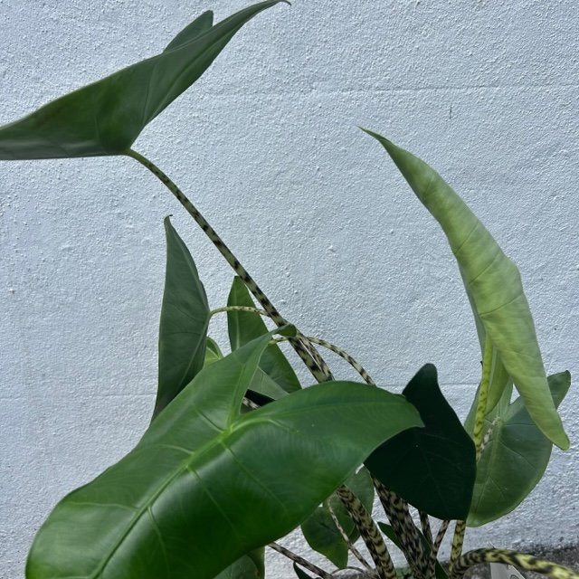 Alocasia zebrina
