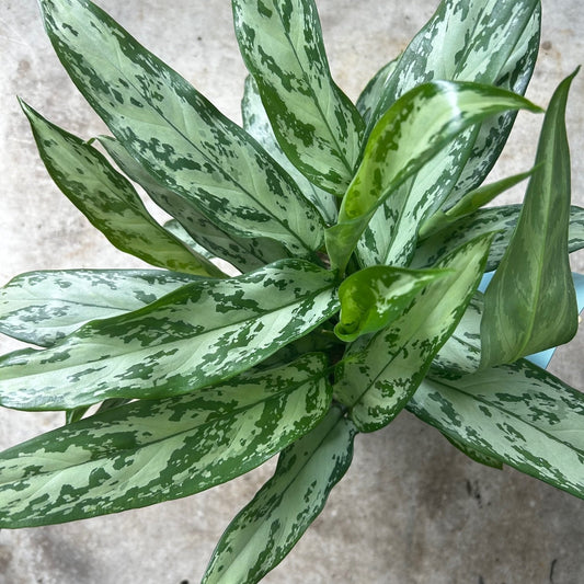 Aglaonema 'Silver Queen' (Chinese Evergreen)