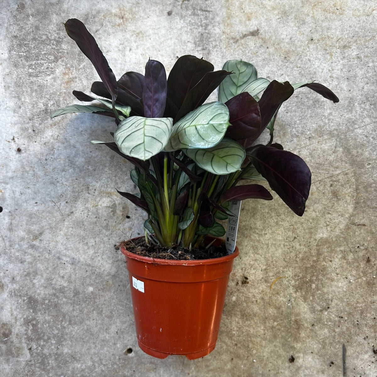 Ctenanthe burle-marxii 'Amagris' (Never Never Plant)