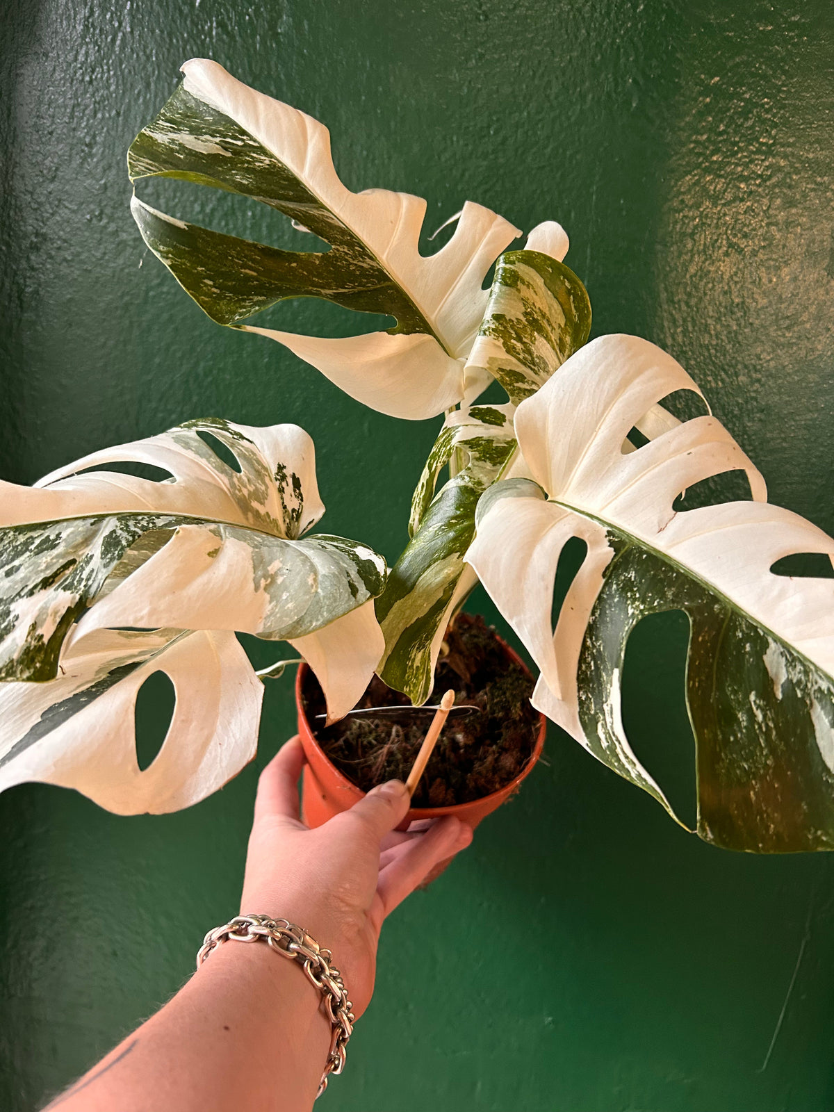 Variegated Cheese Plant - Monstera deliciosa 'Variegata' Houseplant