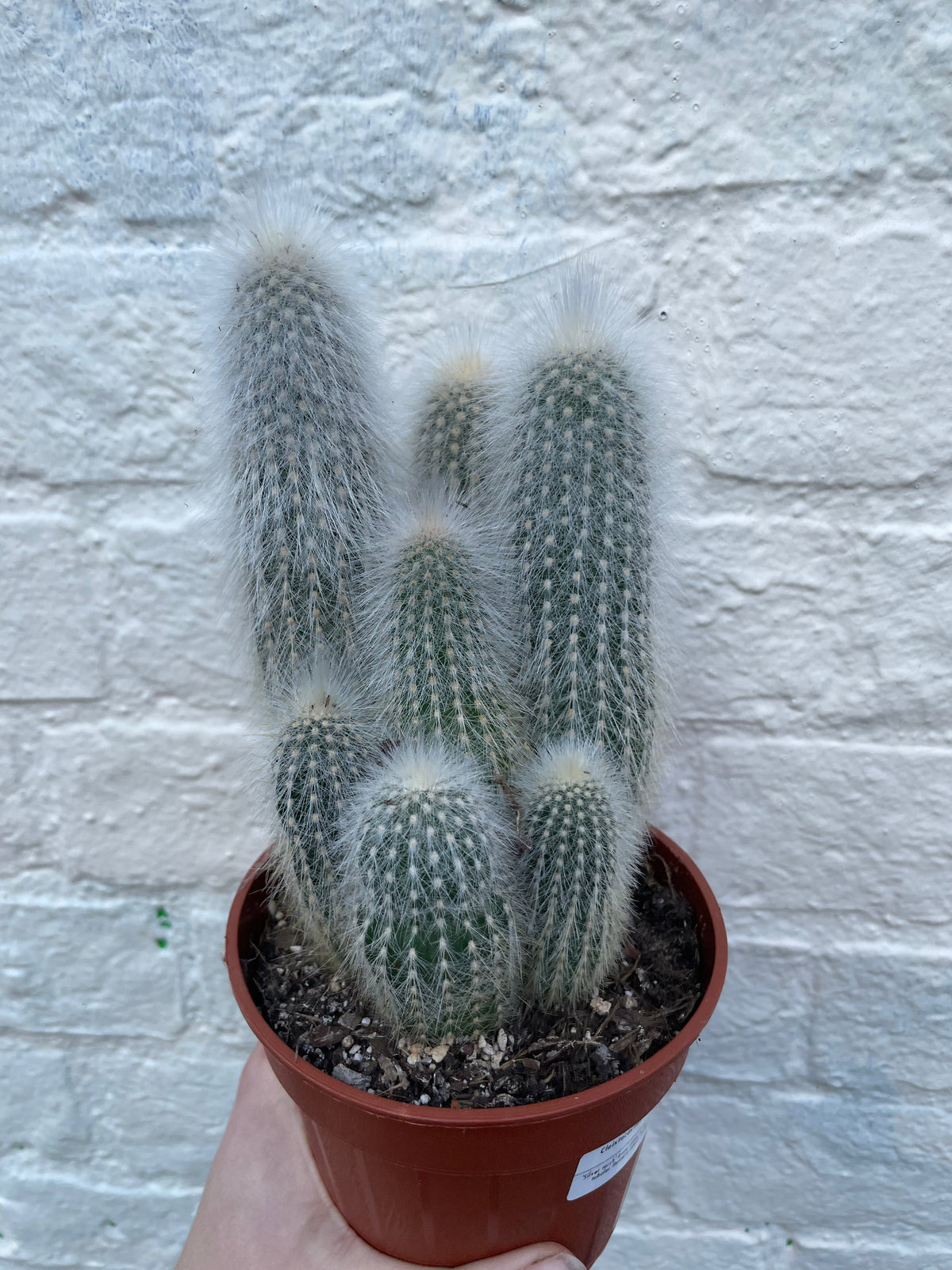 Cleistocactus strausii (Wooly torch Cactus)