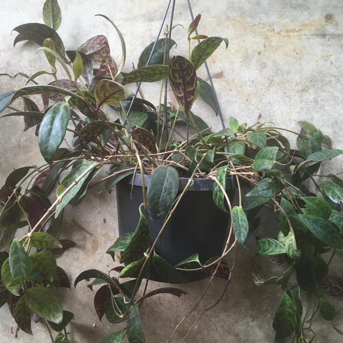 Aeschynanthus marmoratus (Lipstick plant)