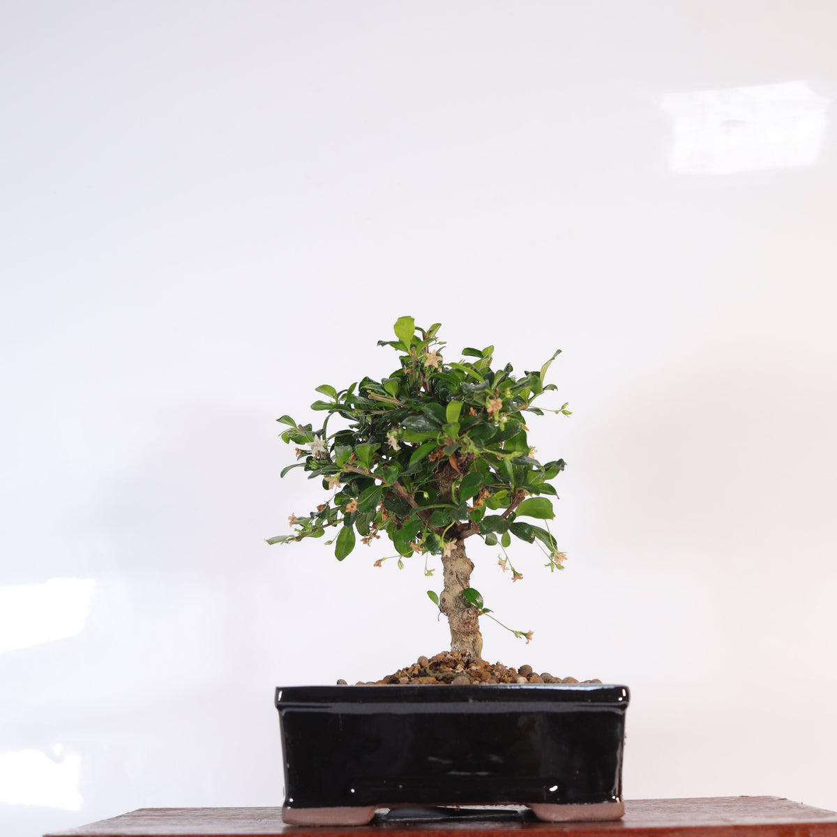 Fukien Tea Tree (Carmona Retusa) Bonsai Tree | Broom | In 16cm Pot | Perfect Gift