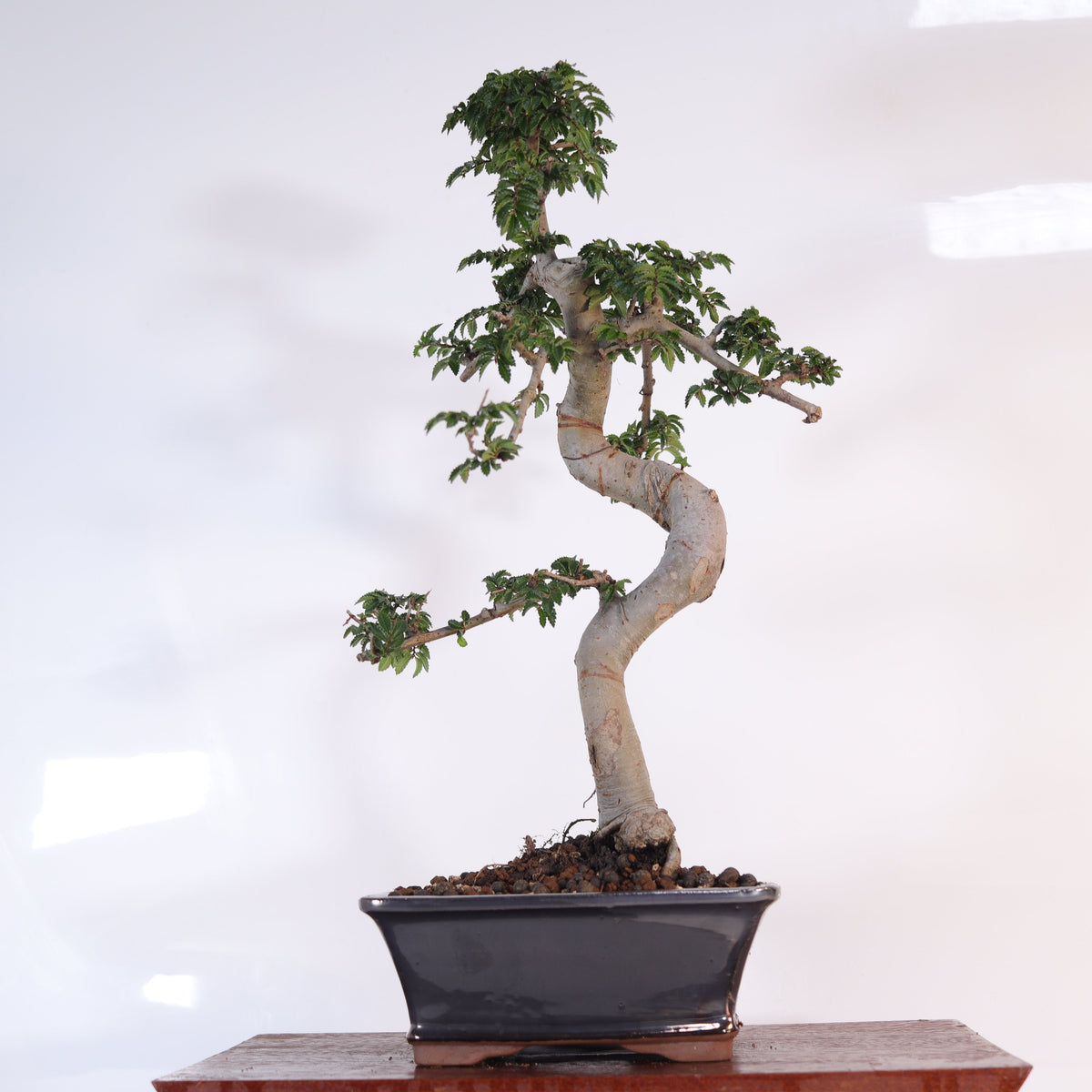 Chinese Elm (Ulmus Parvifolia) Bonsai Tree | Shaped | In 18cm Pot | Great Gift