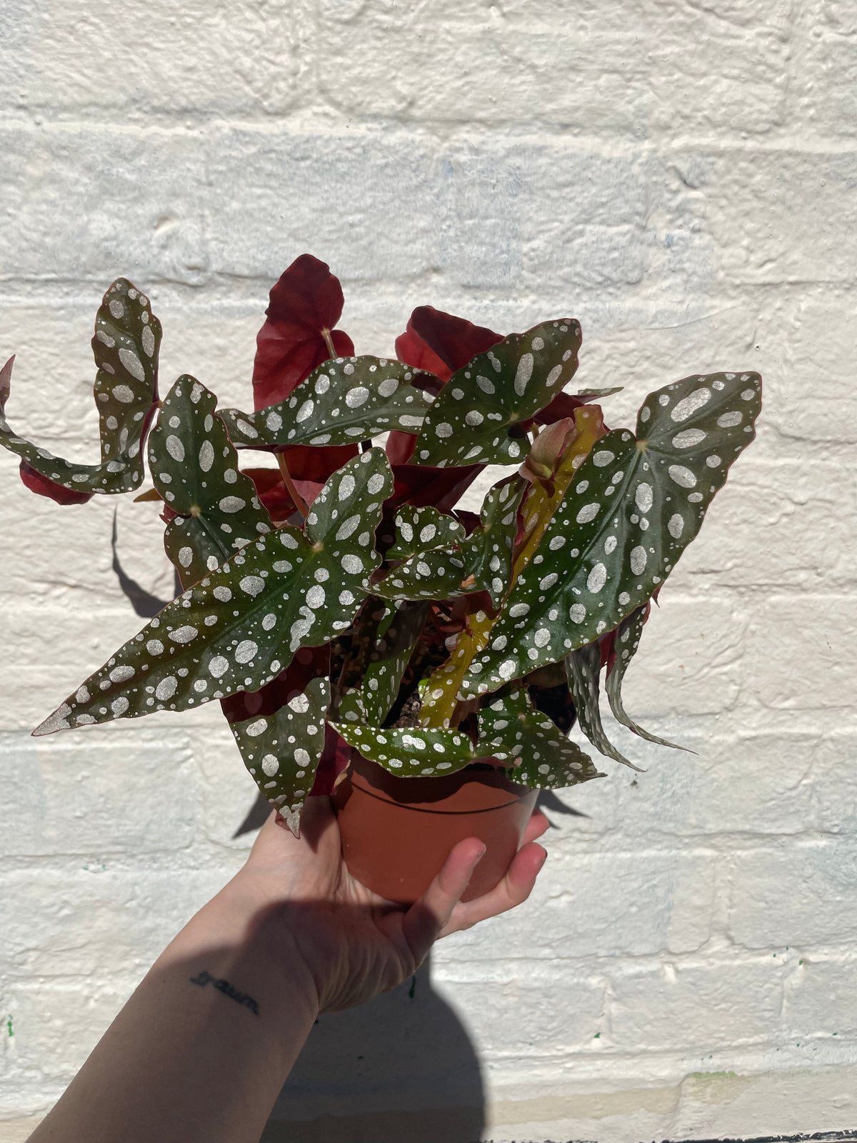 Begonia maculata 'Wightii' (Polka Dot Begonia)