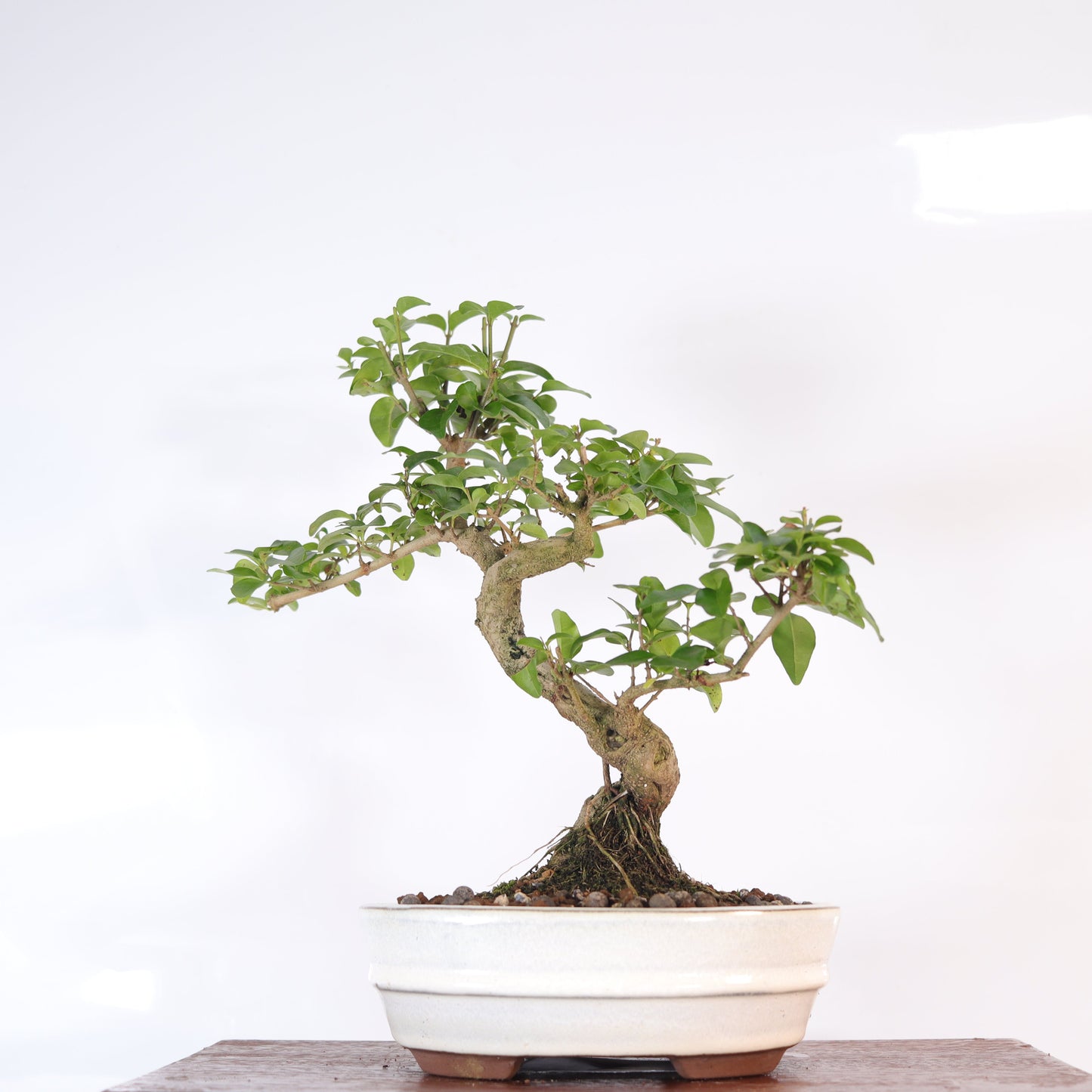 Chinese Privet (Ligustrum Sinense) Bonsai Tree | Shaped | In 18cm Pot | Superb Gift