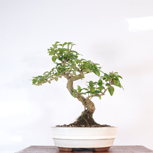 Chinese Privet (Ligustrum Sinense) Bonsai Tree | Shaped | In 18cm Pot | Superb Gift