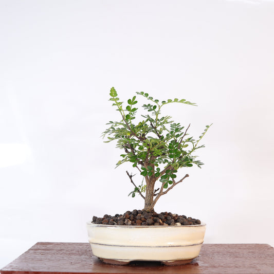 Chinese Pepper (Zanthoxylum Pipertum) Bonsai Tree | Broom | In 16cm Pot | Excellent Gift