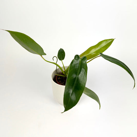 Philodendron Spiritus Sancti 10.5cm Pot size Houseplant